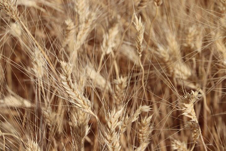 Garzan Ovası'nda buğday hasadı halaylarla başladı G2