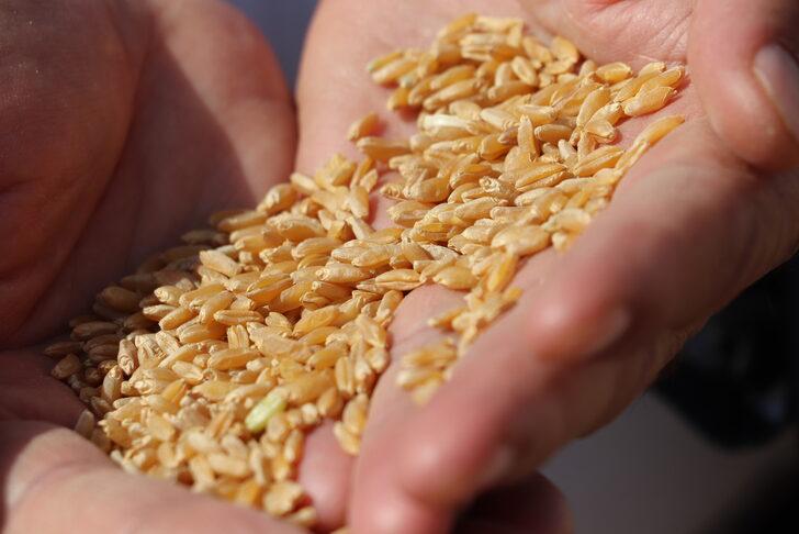 Garzan Ovası'nda buğday hasadı halaylarla başladı G3