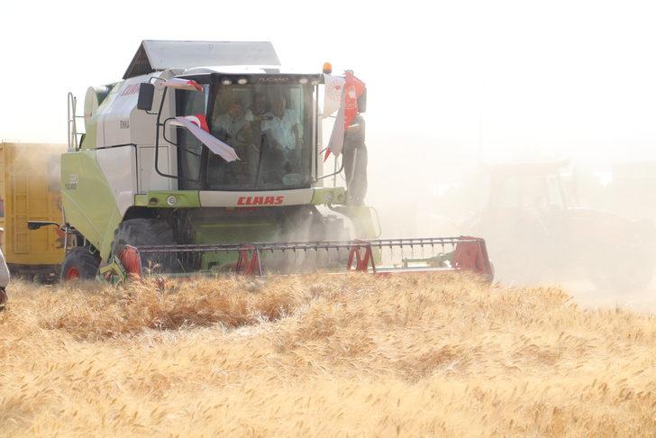 Garzan Ovası'nda buğday hasadı halaylarla başladı G5