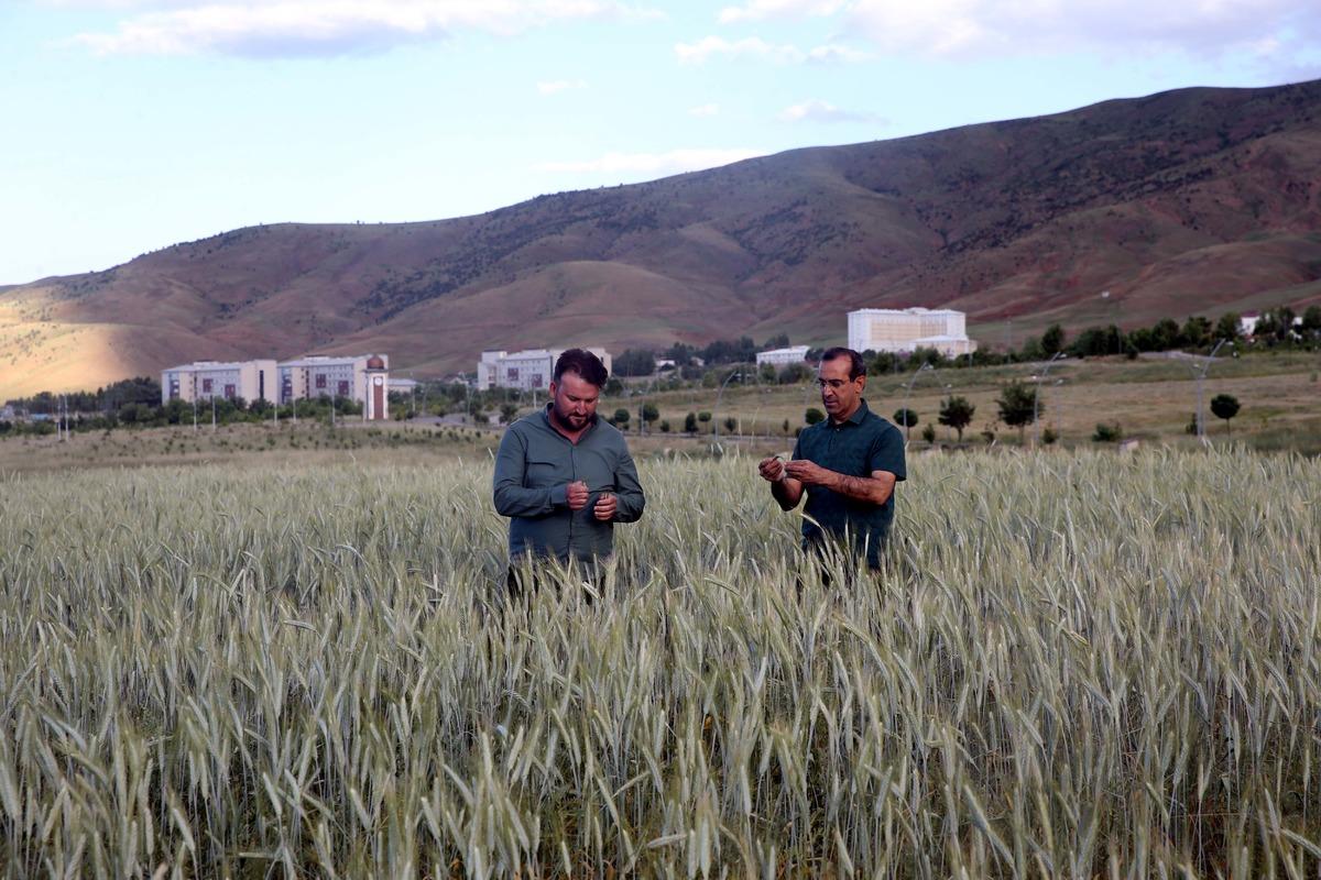 Muş'ta karışım halinde yapılan yem bitkisi ekim denemesi başarılı ge&ccedil;ti