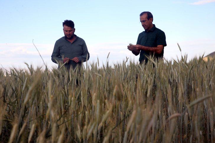 Muş'ta karışım halinde yapılan yem bitkisi ekim denemesi başarılı geçti G2