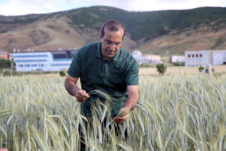 Muş'ta karışım halinde yapılan yem bitkisi ekim denemesi başarılı geçti G3