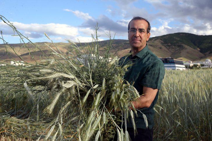 Muş'ta karışım halinde yapılan yem bitkisi ekim denemesi başarılı geçti G5