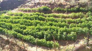 Bingöl'de 21 bin 66 kök Hint keneviri ele geçirildi