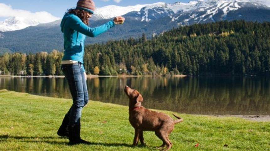 K&ouml;pek eğitiminde ses komutları mı el işaretleri mi daha etkili?