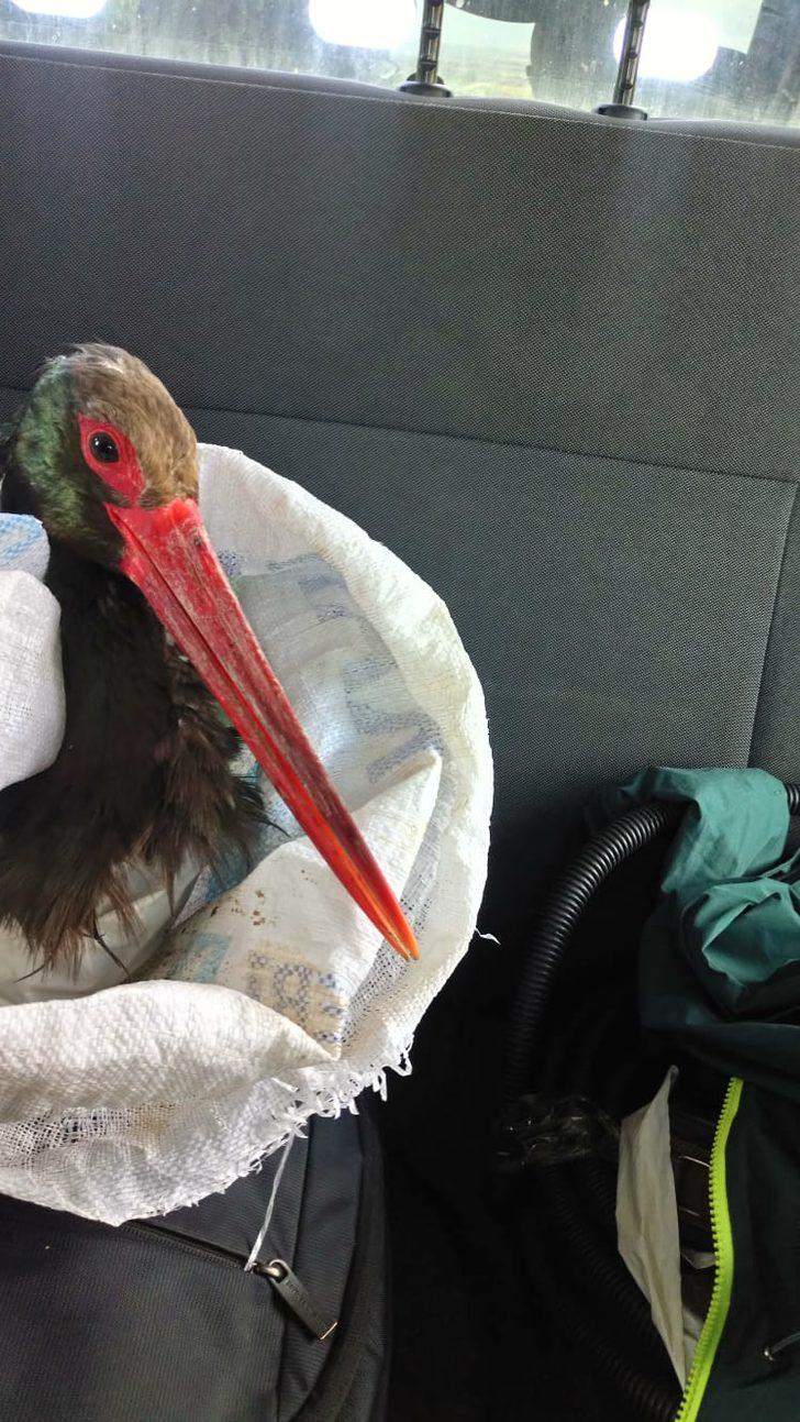 Kayseri'de elektrik teline takılan kara leyleği demiryolu çalışanları kurtardı G1