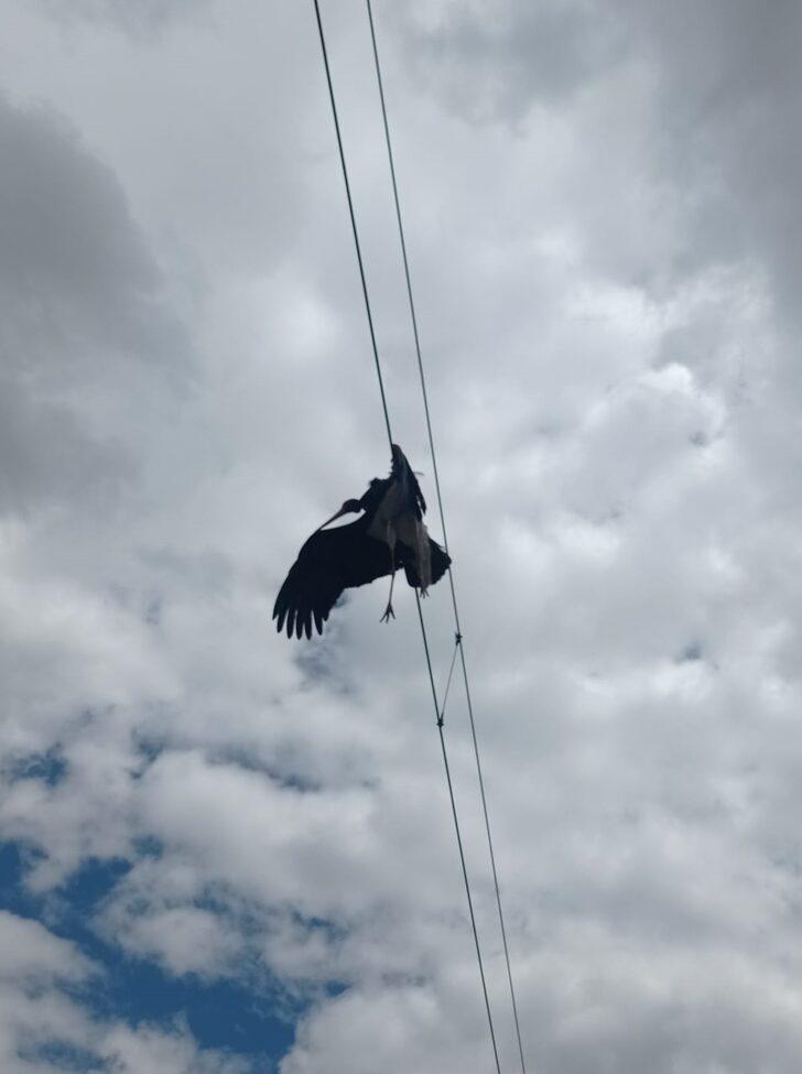 Kayseri'de elektrik teline takılan kara leyleği demiryolu çalışanları kurtardı G2