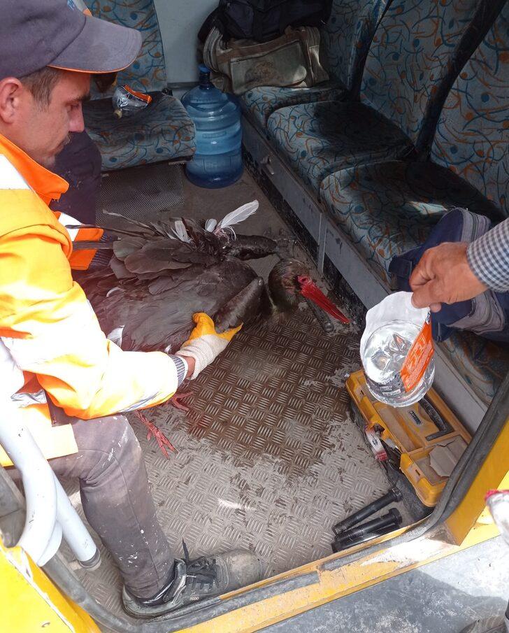 Kayseri'de elektrik teline takılan kara leyleği demiryolu çalışanları kurtardı G3