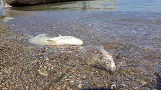 İznik Gölü'nde şok balık ölümleri