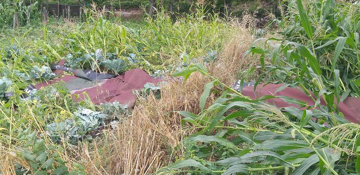 Zonguldak'ta hortum hasara neden oldu G2