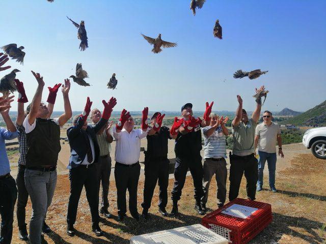 Antalya'da 400 kınalı keklik doğaya bırakıldı