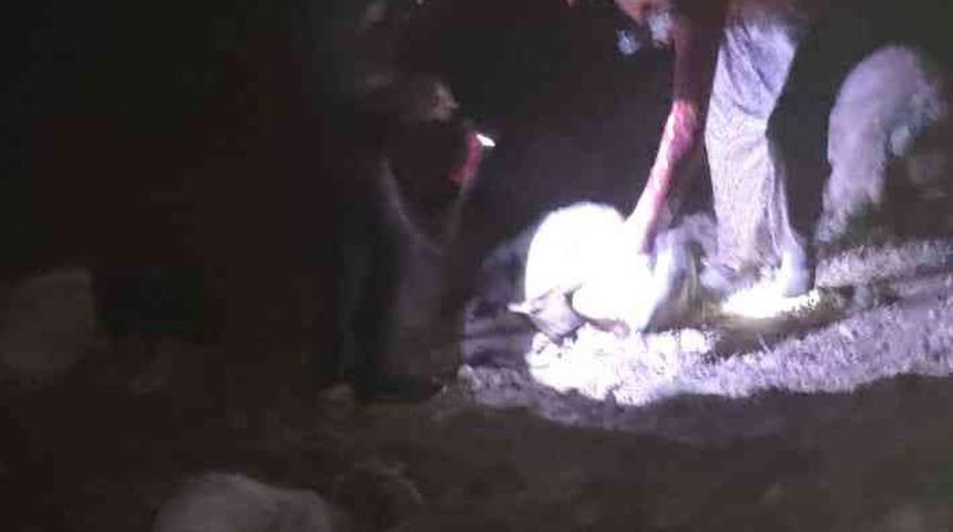 Son dakika: Van'da yıldırım felaketi! Çoban yaralandı, koyunlar telef oldu