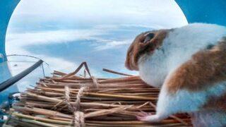 Hamsterı görenler şaşkınlığını gizleyemedi! Birçok insanın yapamadığını yaptı