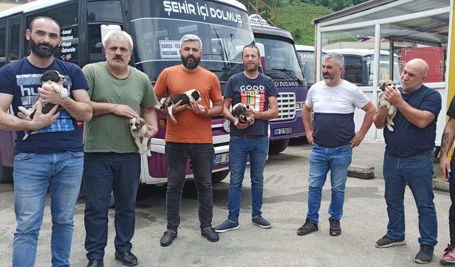 Artvin'de dereye düşen köpek ve yavrularını vatandaşlar kurtardı