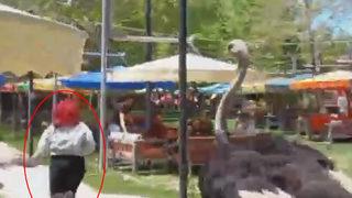 Aksaray'da deve kuşu paniği! Kadını böyle kovaladı...