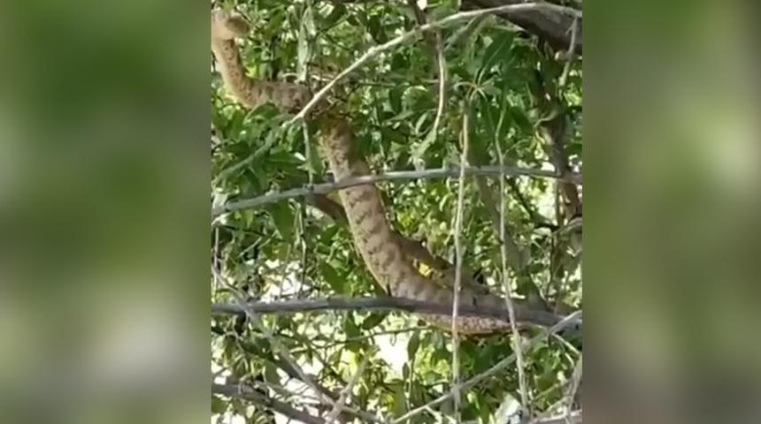 Çok nadir görülüyor! İşte Türkiye'nin en ölümcül yılanı...