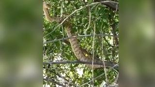 Çok nadir görülüyor! İşte Türkiye'nin en ölümcül yılanı...