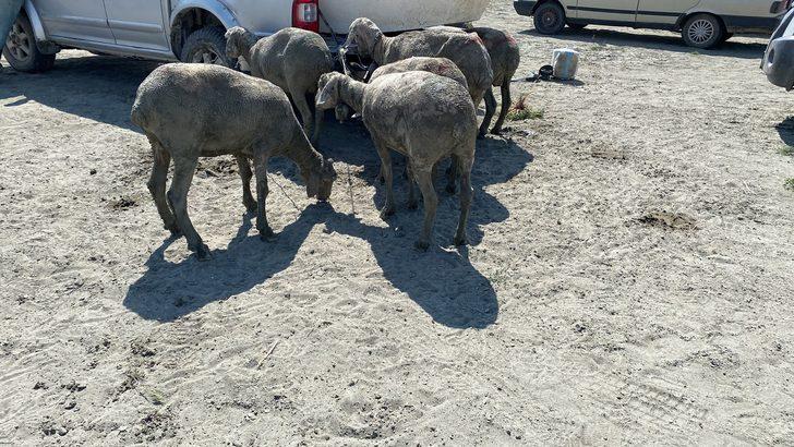 Burdur'da balçıklaşan alanda mahsur kalan 96 koyun kurtarıldı G3