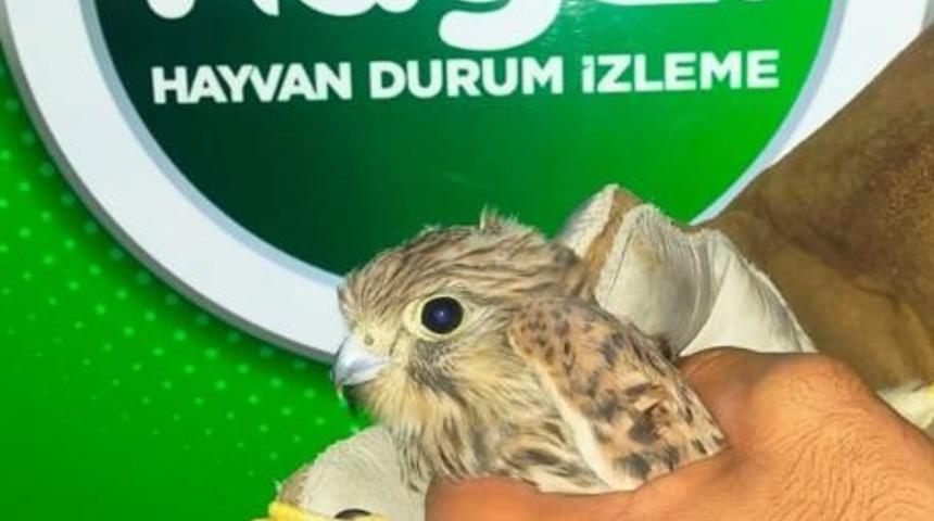 Mardin'de jandarmanın bulduğu yaralı kerkenez tedaviye alındı