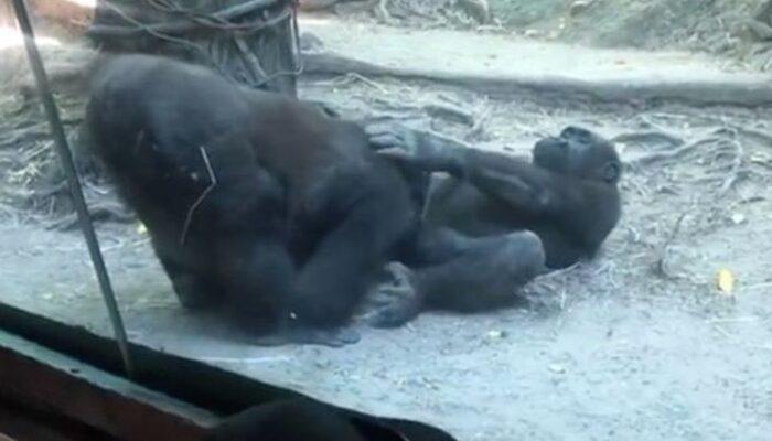 Hayvanat bahçesinde oral seks skandalı! Goriller çocukların gözleri önünde ilişkiye girdiler