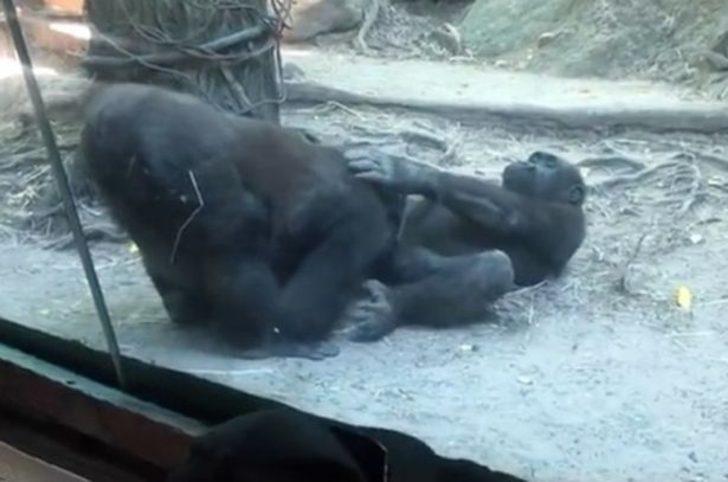 Hayvanat bahçesinde oral seks skandalı! Goriller çocukların gözleri önünde ilişkiye girdiler 