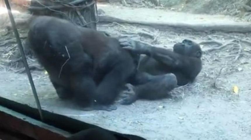 Hayvanat bahçesinde oral seks skandalı! Goriller çocukların gözleri önünde ilişkiye girdiler 