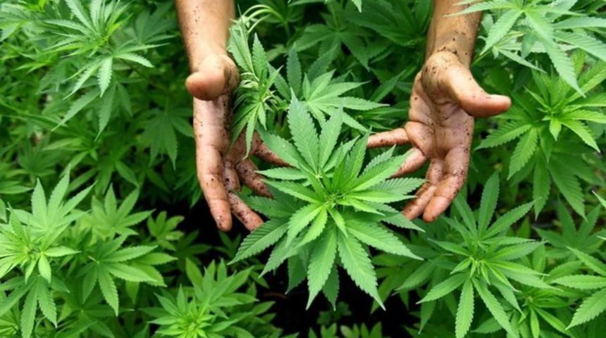 Son zamanlarda y&uuml;kselişe ge&ccedil;en kenevir araştırmaları ve faydaları