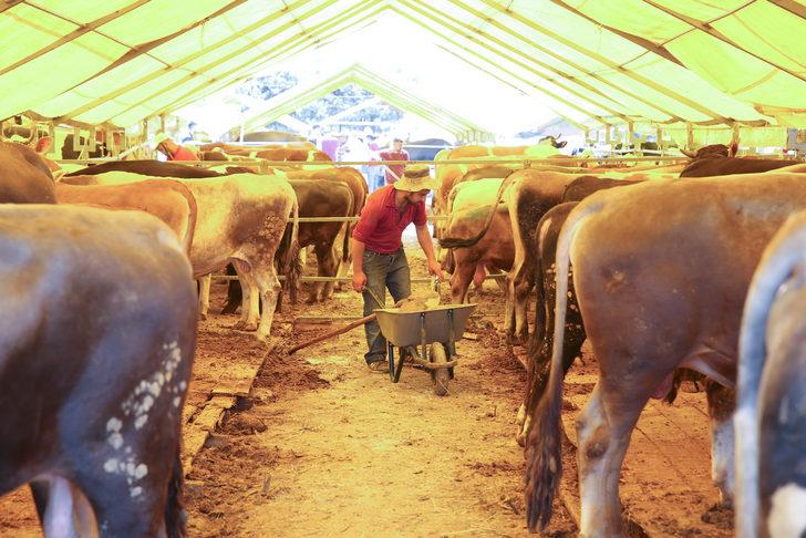 İstanbul'da kurulan pazarlarda kurbanlık satışları hızlı başladı G5