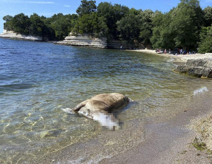 Kocaeli'de kıyıya 4 büyükbaş ölüsü vurdu G1