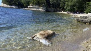 Kocaeli'de kıyıya 4 büyükbaş ölüsü vurdu