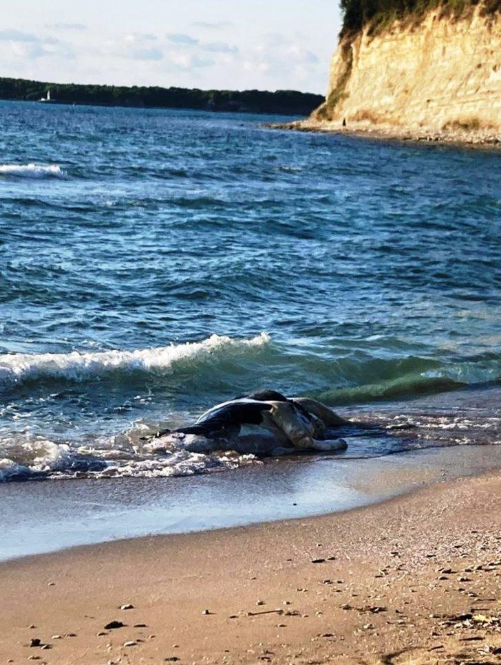 Kocaeli'de kıyıya 4 büyükbaş ölüsü vurdu G3