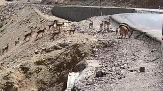 Dağ keçileri cep telefonuyla görüntülendi: Bölge için çok güzel bir gelişme