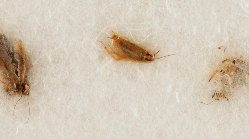 En az 400 bin dolara satılacaktı! NASA'nın engeline takıldılar: "Onlar bize ait, geri verin"