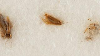 En az 400 bin dolara satılacaktı! NASA'nın engeline takıldılar: Onlar bize ait, geri verin