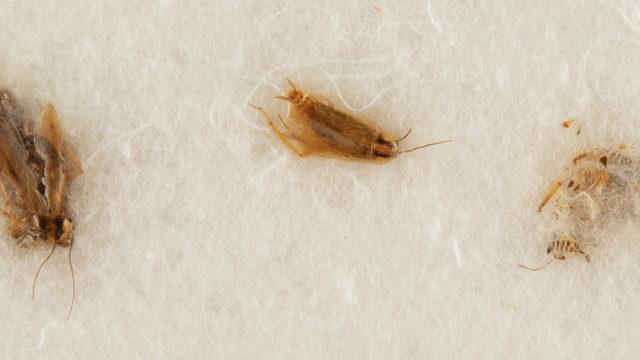 En az 400 bin dolara satılacaktı! NASA'nın engeline takıldılar: Onlar bize ait, geri verin