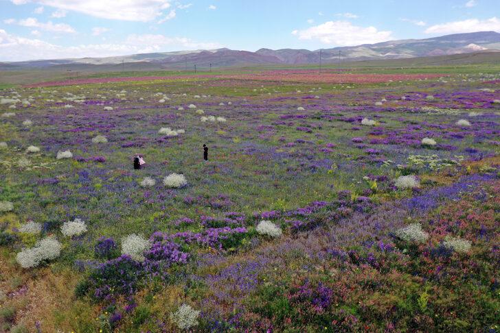 Ağrı'da rengarenk çiçeklerle kaplanan tarlalar ve dağlar dronla görüntülendi G1