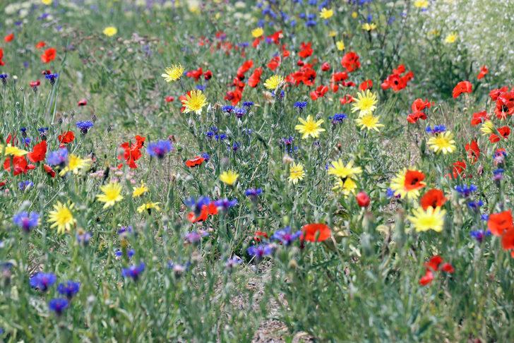 Ağrı'da rengarenk çiçeklerle kaplanan tarlalar ve dağlar dronla görüntülendi G3