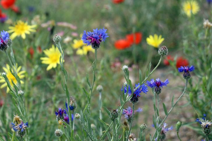 Ağrı'da rengarenk çiçeklerle kaplanan tarlalar ve dağlar dronla görüntülendi G5