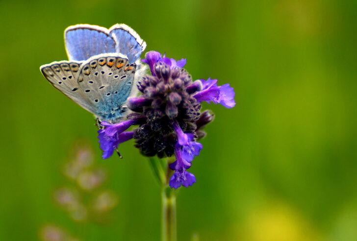 Sarıkamış'ta fotoğrafçılar rengarenk çiçekler ve kelebekleri görüntüledi G1
