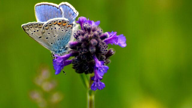 Sarıkamış'ta fotoğrafçılar rengarenk çiçekler ve kelebekleri görüntüledi
