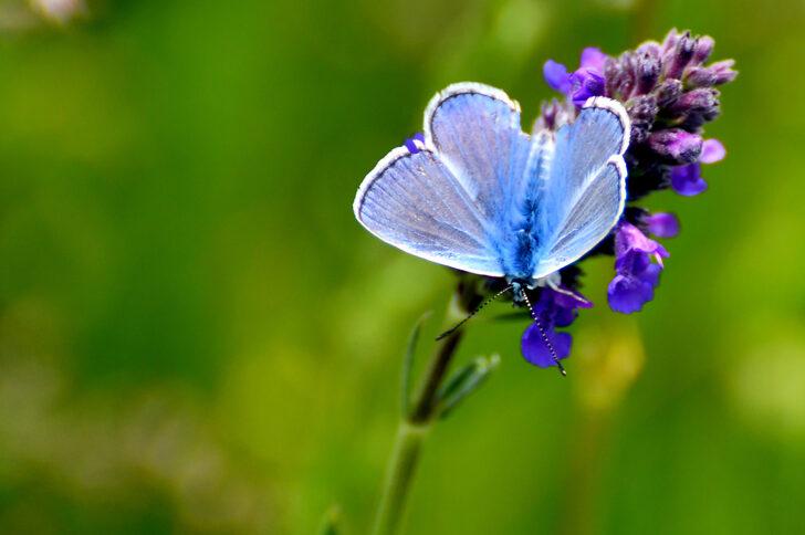 Sarıkamış'ta fotoğrafçılar rengarenk çiçekler ve kelebekleri görüntüledi G2