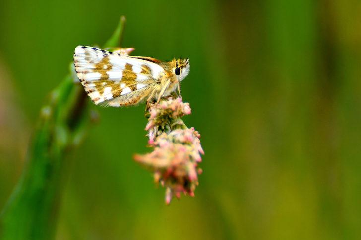 Sarıkamış'ta fotoğrafçılar rengarenk çiçekler ve kelebekleri görüntüledi G3