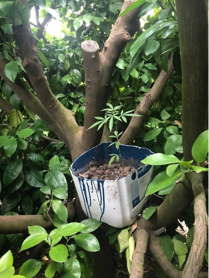 Adana'da bahçelerde uyuşturucu yetiştiren 5 şüpheli gözaltına alındı G2