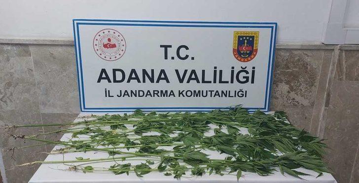 Adana'da bahçelerde uyuşturucu yetiştiren 5 şüpheli gözaltına alındı G3