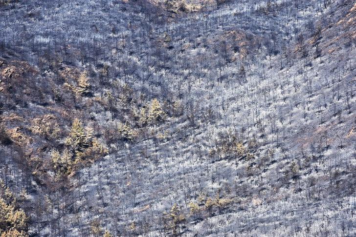 Marmaris'te yanan orman alanı havadan görüntülendi G3