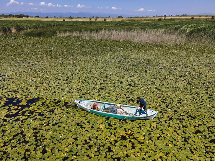 Beyşehir Gölü'ndeki nilüferler bölgenin cazibesini artırdı G3