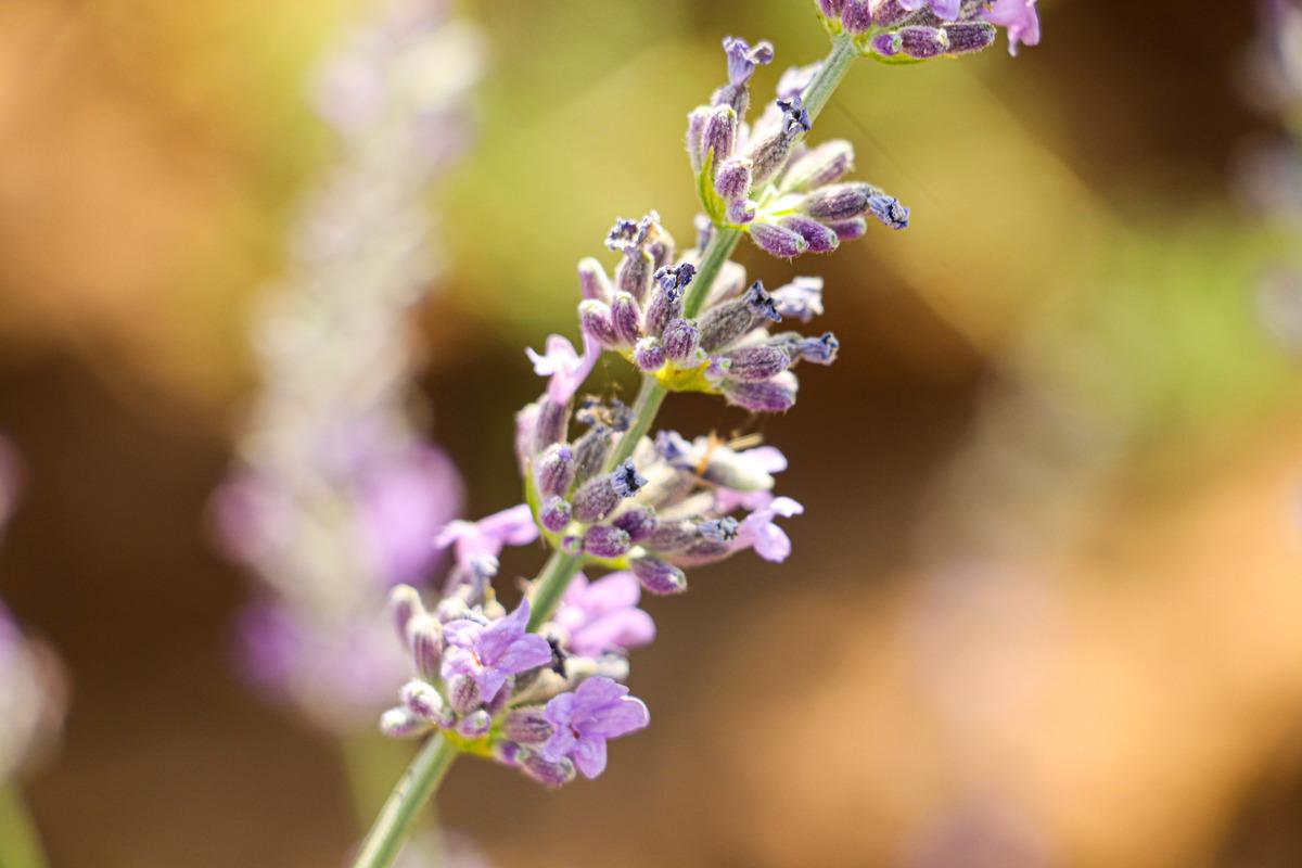 Siirtli &ccedil;ift&ccedil;i 40 d&ouml;n&uuml;m atıl alanı devlet desteğiyle lavanta bah&ccedil;esine d&ouml;n&uuml;şt&uuml;rd&uuml;