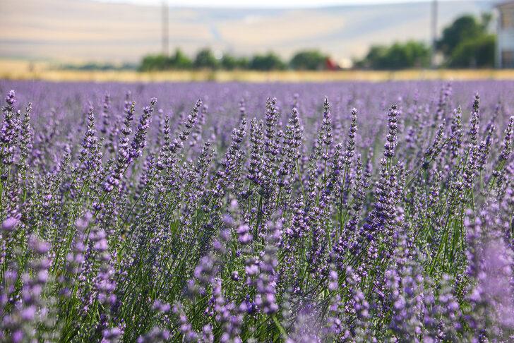 Siirtli çiftçi 40 dönüm atıl alanı devlet desteğiyle lavanta bahçesine dönüştürdü G2