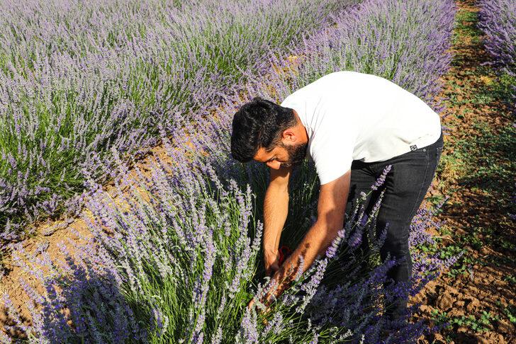 Siirtli çiftçi 40 dönüm atıl alanı devlet desteğiyle lavanta bahçesine dönüştürdü G3