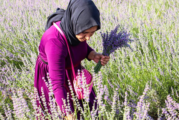 Siirtli çiftçi 40 dönüm atıl alanı devlet desteğiyle lavanta bahçesine dönüştürdü G4